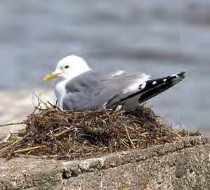 Fiskmås Larus canus 41 Foto: Per-Göran Bentz Trenden har varit stabil de senaste fem åren, men arten har minskat med ca 30 % sedan början på -talet.