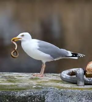 Gråtrut Larus argentatus 131 par Foto: Per-Göran Bentz Årets 131 par är en liten ökning jämfört med de två föregående åren, men ändå bara en spillra av de över 700 par som fanns då vår inventering