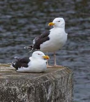 Havstrut Larus marinus 27 par Foto: Per-Göran Bentz Havstruten har haft en relativt jämn nivå med 20 40 häckande par under hela vår serie.