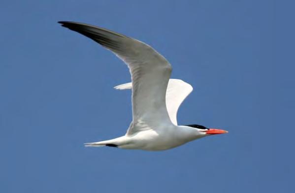 Skräntärna Sterna caspia 1 par Foto: Per-Göran Bentz Som vanligt numer fanns ett par på Eskilstorps holmar och dessa fick ut en unge (i juli).