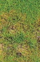 dött gräs Använd förebyggande fungicider på infekterade områden Förebyggande bevattning Minska mängden dött gräs och lufta regelbundet Undvik våta ytor Balansera näringen Höj klipphöjden Försök har