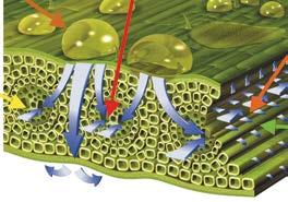 Fungiciden rör sig snabbt inom växten till sjukdomszonen och förhindrar ytterligare spridning.