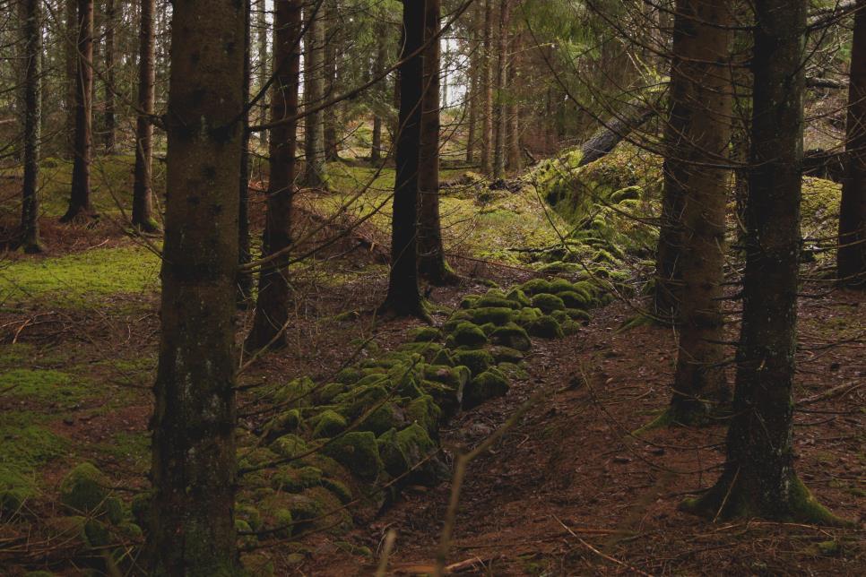 Skötselområde 6, Granplantering Areal: 1,4 hektar Naturtyp enligt Natura 2000: - Målnaturtyp: Taiga, naturtypskod 9010 1,4 hektar Beskrivning Skötselområdet utgörs av planterad gran i åldern 40 till
