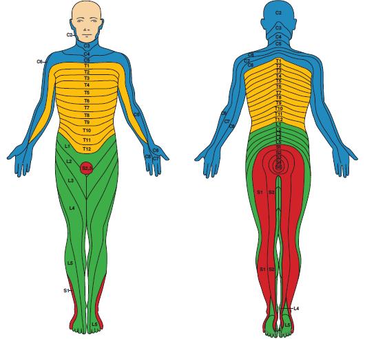 Dermatomkarta Dermatomkarta