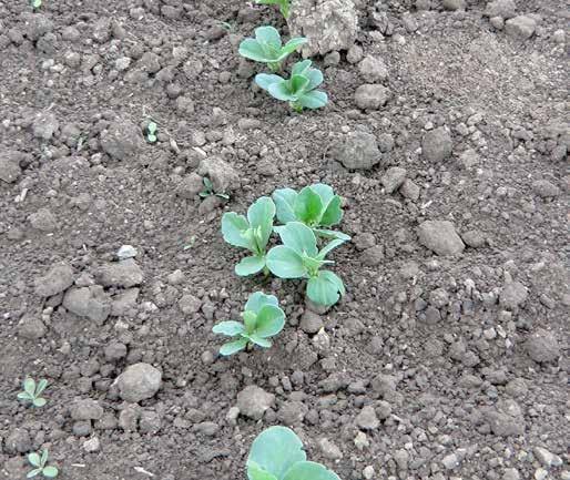 Det omvända gäller för ärter där plantan blir mer känslig ju större den blir.