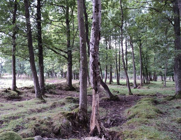 En annan del av skogen i samma område, med samma typ av betestryck.