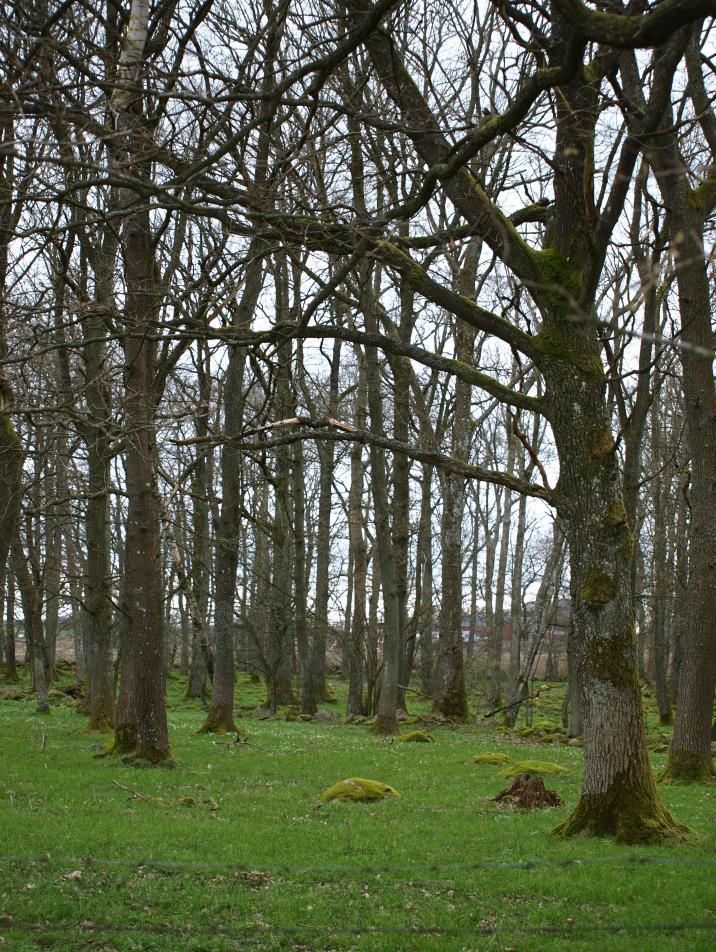 Sumpskogen har både