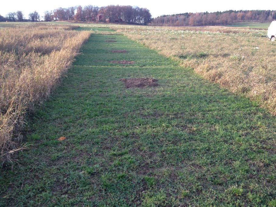 Figur 6. Slutavläsning i oktober 2014. I mitten av försöksrutorna syns skörderutorna där rhizom har grävts upp och samlats in. Krusenberg, Uppsala 2014.