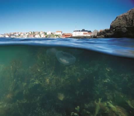 Åstrand, projektledare