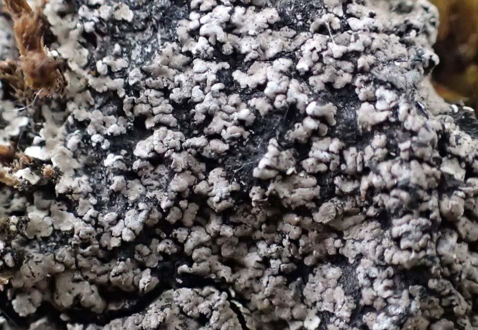 Figur 4 Grå jordlav Catapyrenium psoromoides är en av de mycket ovanliga lavarter som förekommer vid Örsbråten. Arten noterades endast på ask och dess förekomst får därmed anses starkt.