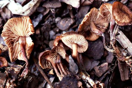 10 Alléer I Gustavsviksallén har jag hittat vit hattmurkla Helvella crispa i gräsmattan under björkar. Där fanns också bl.a. höstmusseron och mångkransad spindling Cortinarius triumphans.