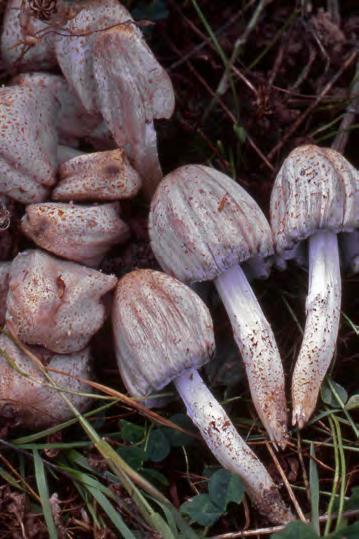 Där fanns då också några fruktkroppar av gyttrad nästsvamp Nidularia deformis (4).