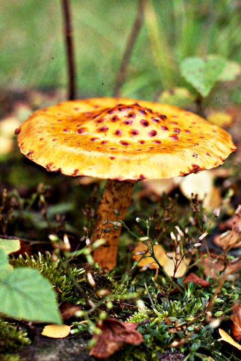 zonkamskivling, fjällriska L. spinosulus och stinksvamp Phallus impudicus.