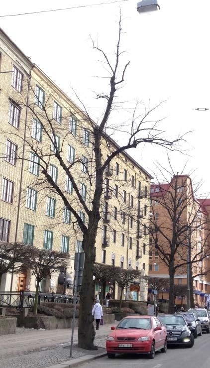 Exempel på besiktningskommentarer för de 68 besiktigade träden: - dålig tillväxt (med t ex rotsnurr) - glesa trädkronor -
