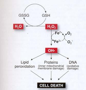 Oxidativ stress Orsaker till oxidativ stress PMNs, macrophages Inflammation Xanthine oxidase Reperfusion