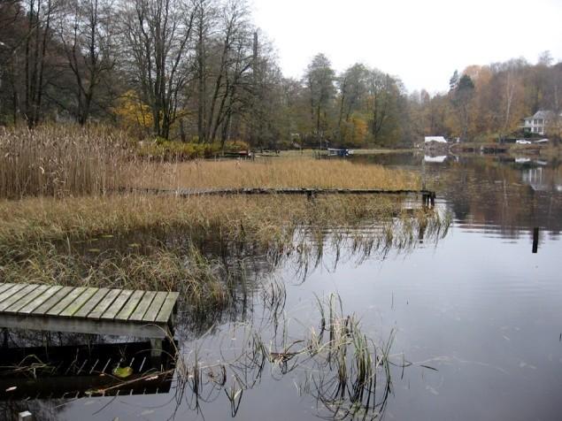 3. Resultat och diskussion 3.1 Lokal 1 Lokalen utgörs av grund botten längs den södra stranden av Arketjärn, Landvettersjöns utloppvik (figur 2).