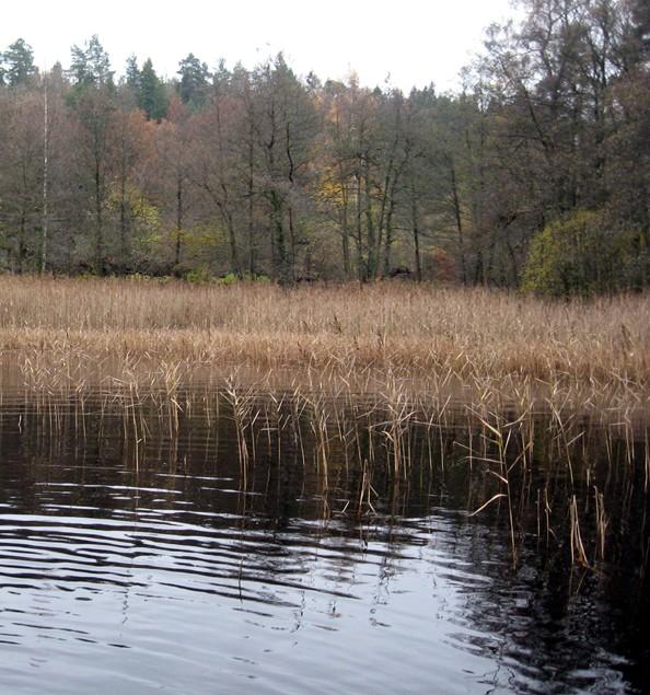 Inga fynd av stormusslor eller rödlistade arter gjordes, dock påträffades den för södra Sverige något ovanliga bäcksländan Nemurella pictetii.