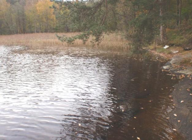 2. Landvettersjön, Blåbärskullen öst Datum: 2010-10-18 Kommun: Härryda Koordinat: 6399205/1281295 I viken öster om Blåbärskullen Expertbedömning Surhetsklass Status med avseende på eutrofiering