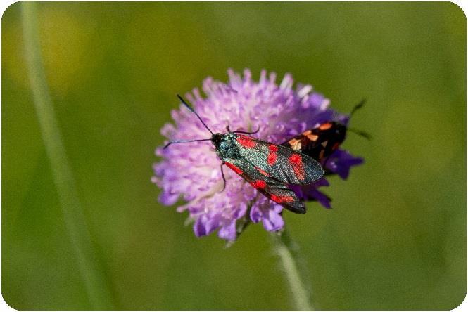 bastardsvärmare Zygaena filipendulae Den sexfläckiga bastardsvärmaren, även kallad allmän bastardsvärmare, har sex fläckar på de metalliskt blåsvarta framvingarna.