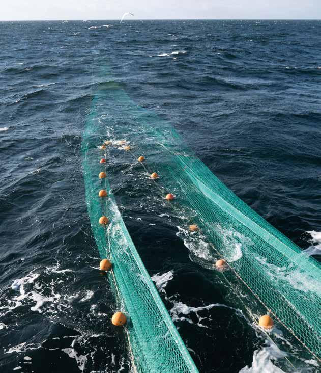 Vid trålfiske fångas fisken genom att vattnet silas genom att en säck av nät som bogseras efter ett fartyg.