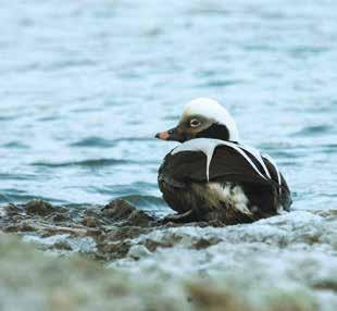 Trots en tydlig minskning av antalet oljeutsläpp sedan 1980- talet skadas fortfarande tusentals fåglar varje år av olja i havet. Bilden visar en oljeskadad alfågel.