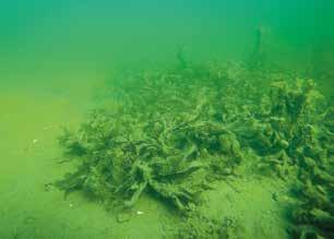 Flygfotot visar en vågdriven uppgrumling av sediment i Hakefjorden, Bohuslän, i ett område som förlorat en stor ålgräsäng.