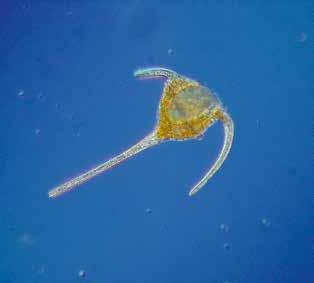 (nederst vänster), Dinophysis