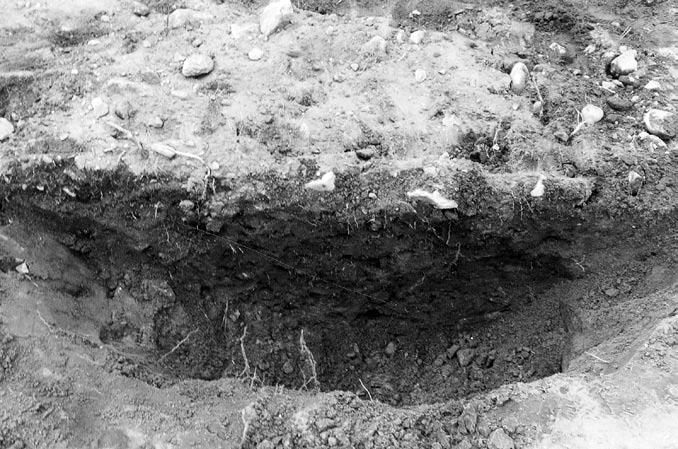 Fig. 11. Foto över A1172 profil mot sydväst. Foto: Robert Hernek. höll rikligt med sten på en i övrigt tämligen stenfri yta.