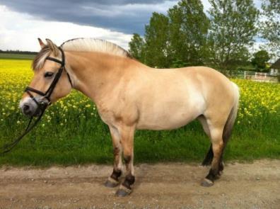 Boy tycker om att lära sina elever att rida och går därför lika bra på nybörjarlektionerna som på de mer avanceradelektionerna.. Blomberg är en B-ponny född 1999 och valack.