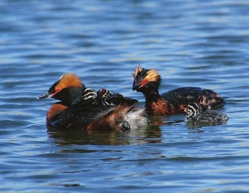 Svarthakedopping, Podiceps auritus. 2 juni 2007, Ekebydammen. FOTO: JAN RYDING en lång kust.