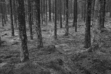 Alingsåskretsens Skogsgrupp Skogsgruppen arbetar aktivt med att spåra upp, bedöma och försöka skydda värdefulla skogsområden i vår kommun. Alingsås invånare har det väl förspänt vad avser närnatur, d.