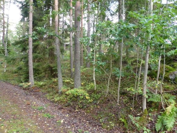 OMRÅDE B: Barrdominerad skog på frisk mark Naturvärdesklass C (fuktmarken värde B2 ) Beskrivning: Fortsättningen på delområde A har en flytande gräns men delområde B har främst medelålders tallar