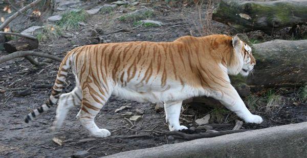 De här 26 kattdjuren är så vackra och det är hemskt att veta att de försvinner från det vilda Den gyllene Tigern Den gyllene tigern är inte utrotningshotad som