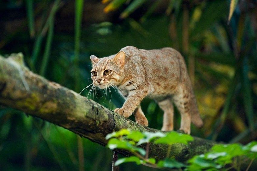 Men år 2013 dödade en herde i Diyarbkair en stor katt som hotade hans flock. Biologer bekräftade sedan att det var en Anatolian leopard.