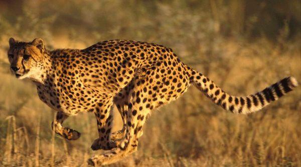 De här 26 kattdjuren är så vackra och det är hemskt att veta att de försvinner från det vilda Asiatisk gepard Den här vackra katten strövade tidigare