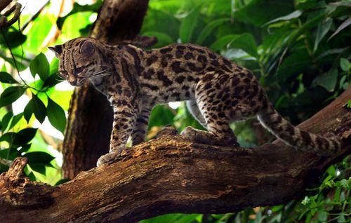 Margay Margaykatten är perfekt designad för ett liv uppe i träden.