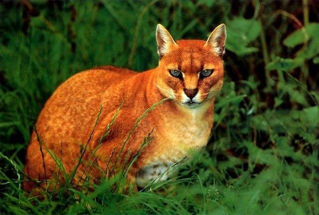 Katten får fram ett slags skällande ljud vilket förmodligen används som en varning.