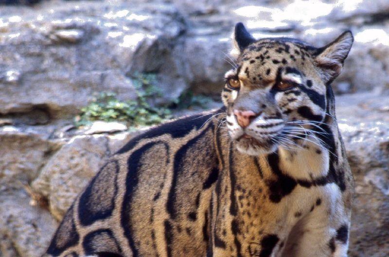 Trädleopard Trädleoparden anses vara länken mellan stora och små katter.