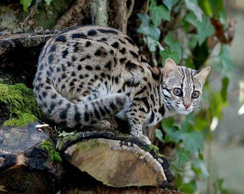 Det största hotet mot katten är förstöringen av skogen över Sydasien, som försvinner i en alarmerande takt.
