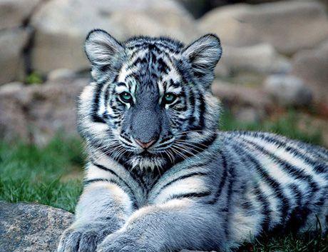 Leopardkatt Den här kattens färger kan variera mellan grå till röd med vitt eller även väldigt ljusa underdelar.