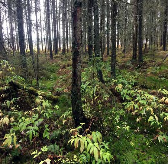 Skogsfastighet i Sunderbyn Obebyggd skogsfastighet belägen vid Skanskas krossanläggning i Sunderbyn. Jakträtt i Sunderbyns jaktområde medföljer.