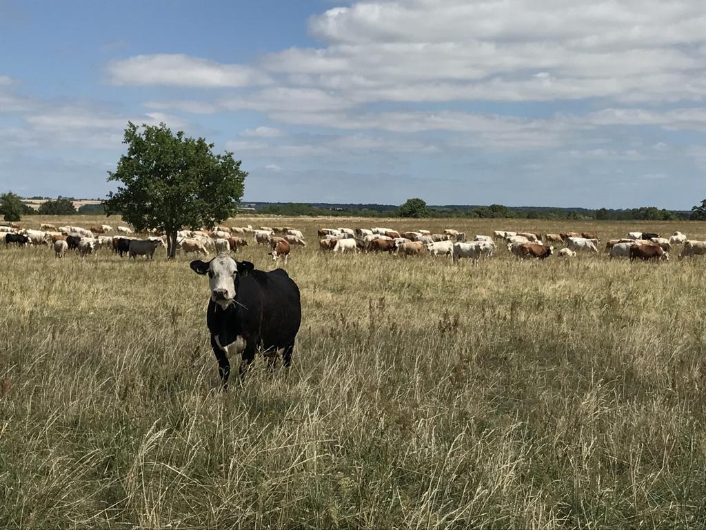 Skåne Hagestad-Järarna (Natura 2000-området Sandhammaren) var från början ett skogsområde som idag är omställt till betesmark med jordbrukarstöd.