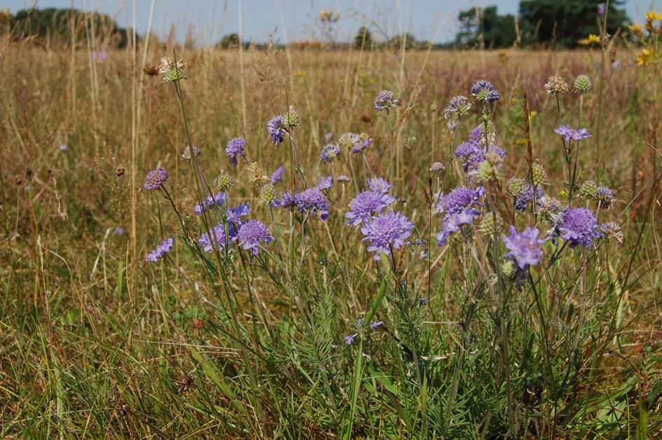 Ekosystemtjänster Ekosystemtjänster är produkter och tjänster som naturens ekosystem ger människan och som bidrar till vår välfärd och livskvalitet.