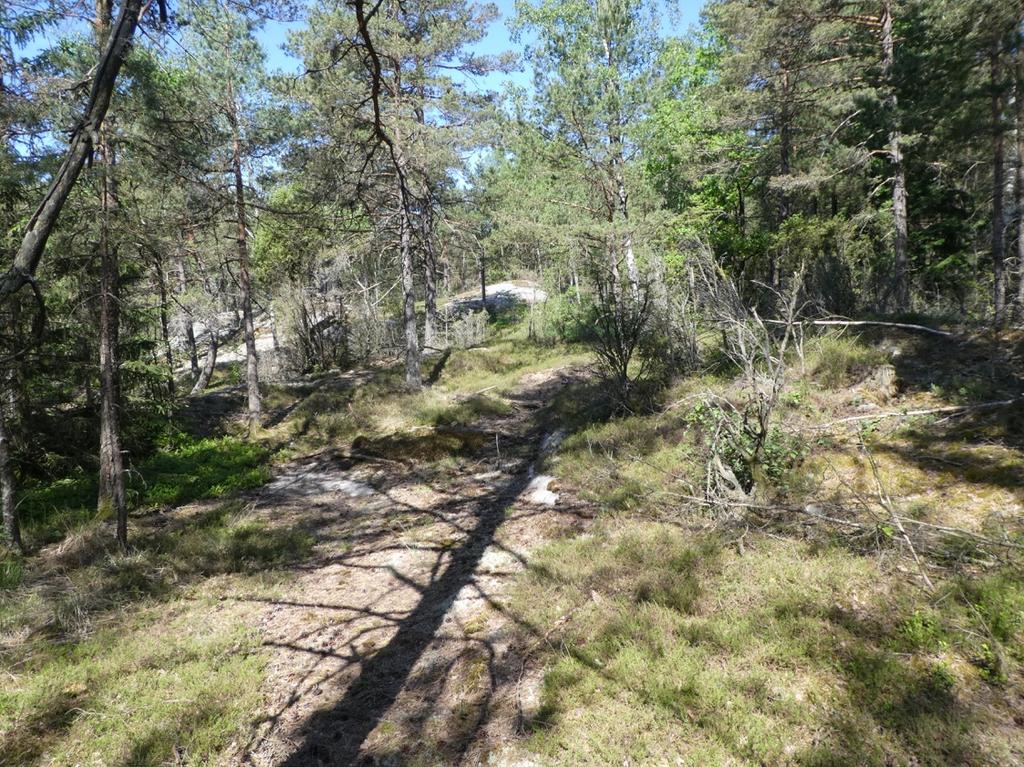 Figur 7. Gles hällmarkstallskog som denna i naturvärdesobjekt 2 är en lämplig nattskärrebiotop. Resultat En nattskärra spelade i området under besöket.