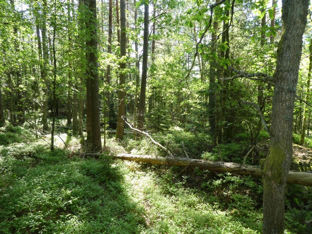 Redovisning av naturvärdesobjekt Objekt-ID: 1 Naturvärdesbedömning: Visst naturvärde - naturvärdesklass 4 Dominerande naturtyp: Skog och träd Biotoper: Blandskog Beskrivning: Medelålders blandskog