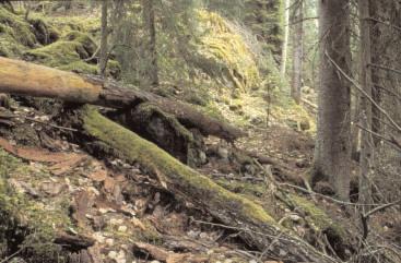 RAPPORT 1 2003 Övervakning av biologisk mångfald i