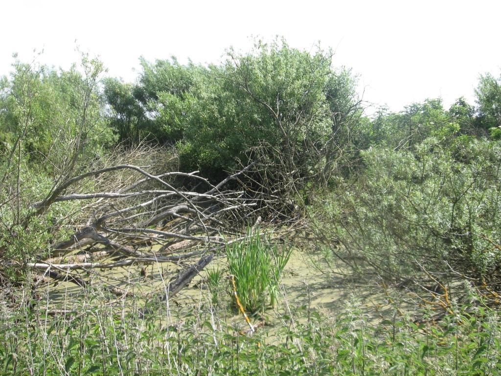 Norra dammen Dammen är belägen ute i åker, och är helt omgiven av träd, buskar och högörtsvegetation. Flera träd har lagt sig ut i vattnet, vilket försvårat inventering och håvning.