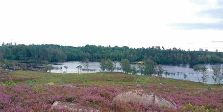 Mästocka ljunghed, naturstig Vägbeskrivning: Från Laholm, kör mot Veinge. Fortsätt mot kyrkan, efter ca 1 km tag höger vid skylt mot Mästocka. Framme i Mästocka vägkors, sväng vänster.