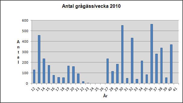 Det totala antalet observerade grågäss uppgick till 5 132 st med en tidsmässig fördelning enligt fig. 5. Fig. 5. Det totala antalet observerade grågäss över säsongen 2010 Under sensommar och höst visar resultatet stora variationer.