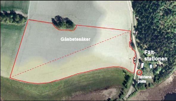 Fig. 11. Gåsbetesåker (5,75 ha), övre vänstra delen med cikoriainsådd och nedre högra delen vall utan cikoria. Vid fältstationen finns en informationstavla med bl.a. beskrivning av gåsbetesåkern.